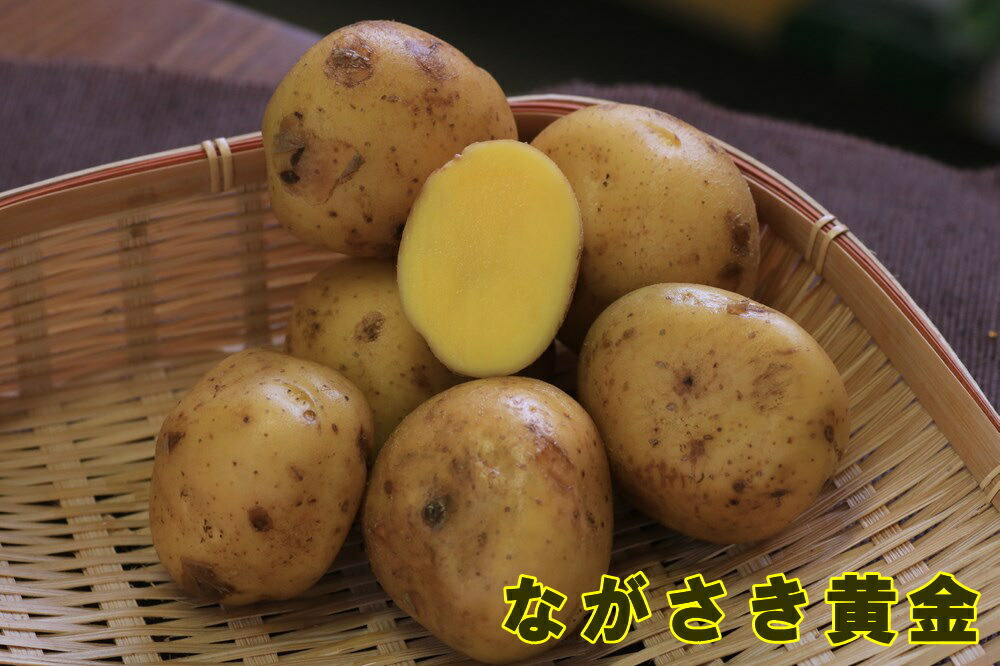 楽天市場】幻の品種!? 希少入荷 再販無し 夏植え 秋植え