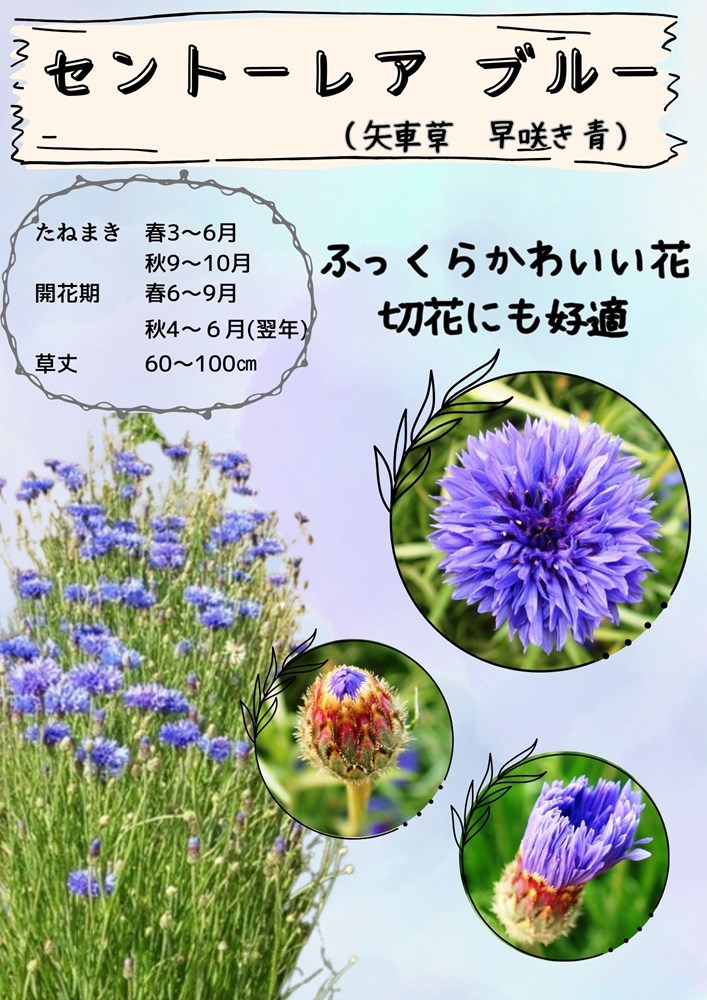 日光種苗「矢車草 八重咲 青花」のタネ　[内容量：100ml](セントーレア)