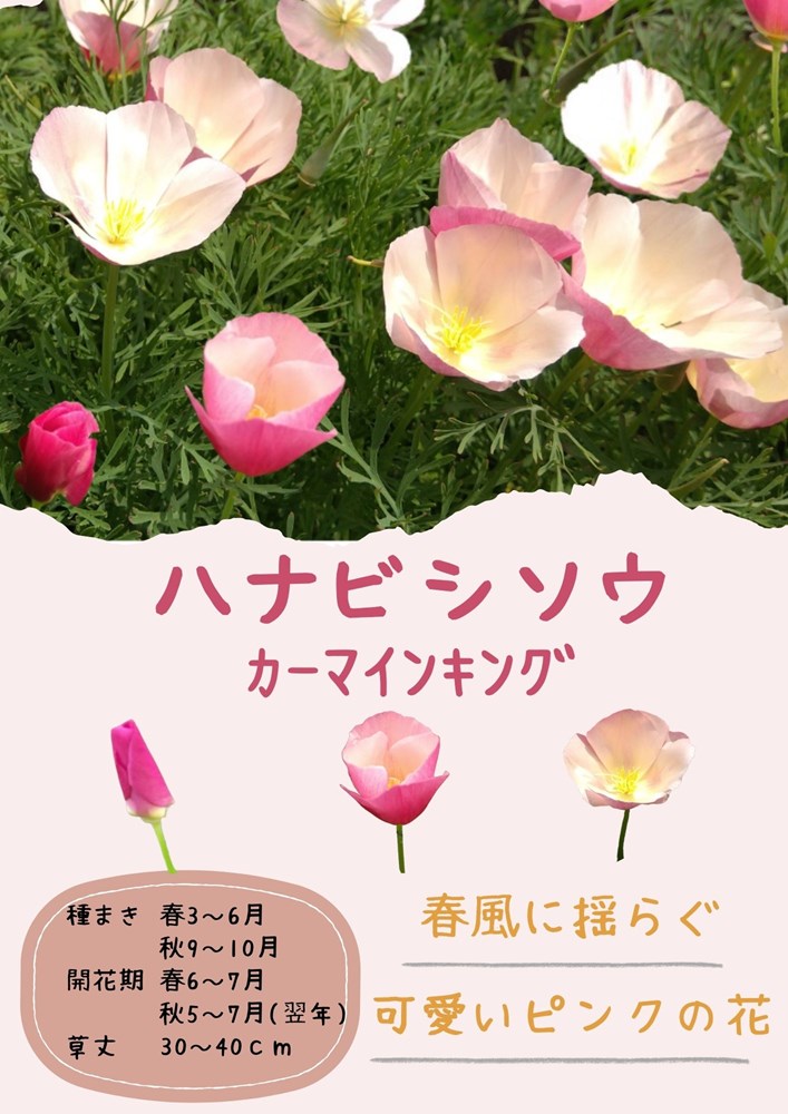 日光種苗「花菱草 カーマインキング」のタネ　[内容量：100ml](はなびしそう、ハナビシソウ、エスコルチア、カリフォルニアポピー)｜日光種苗