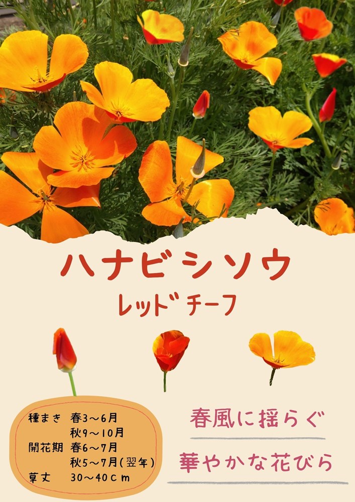 日光種苗「花菱草 レッドチーフ」のタネ　[内容量：100ml](はなびしそう、ハナビシソウ、エスコルチア、カリフォルニアポピー)｜日光種苗