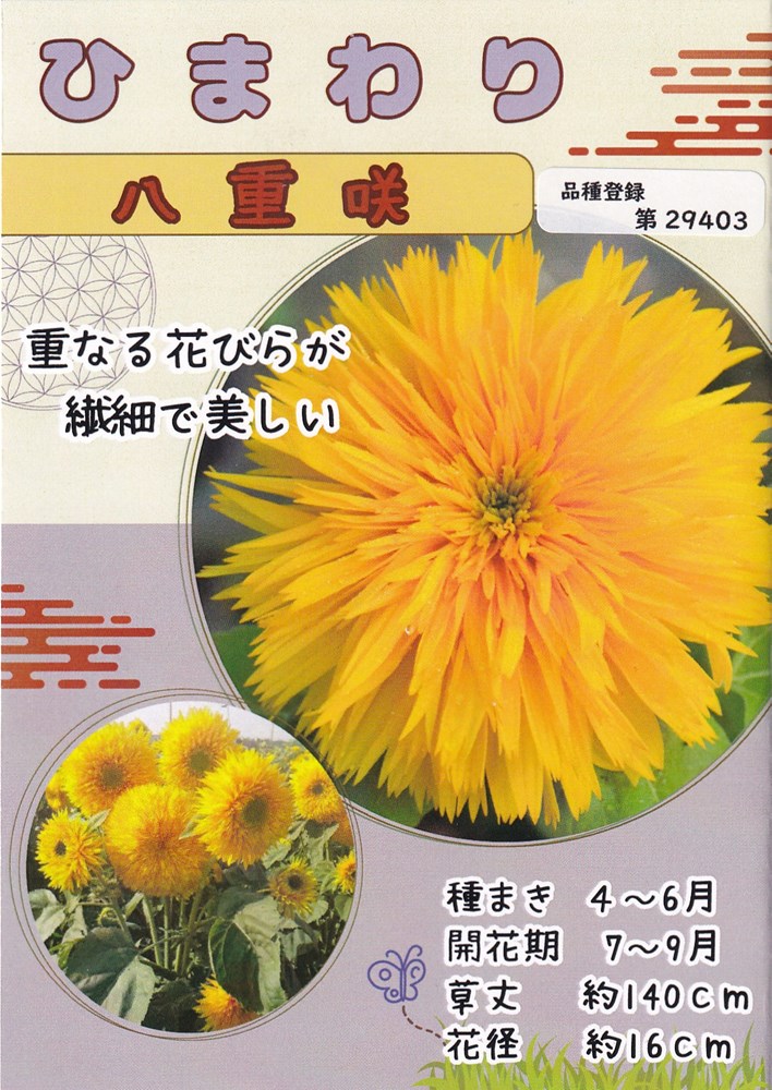 太陽の光種苗 向日葵 札幌八重まるこのタネ[内電気容量：1L（約8000粒）]【亜種書きとどめる希求電話番号：第29403号】 花・ガーデン・DIY-花の種子