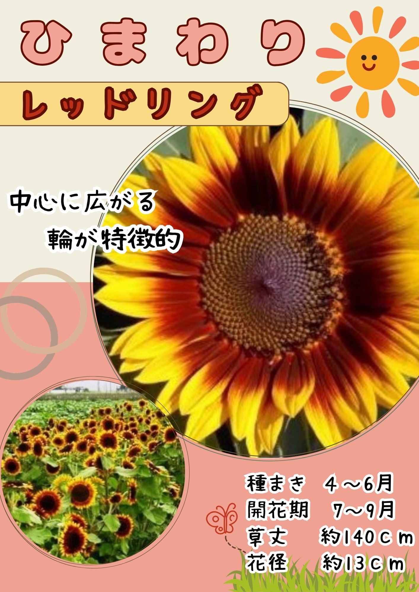 日光種苗 ヒマワリ レッドリング　バイカラーのタネ[内容量：1L（約18000粒）]｜日光種苗