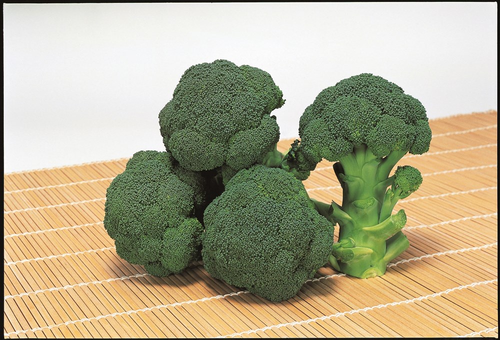 楽天市場】ブロッコリ−苗 1〜3月獲り 15苗セット 側枝収穫も