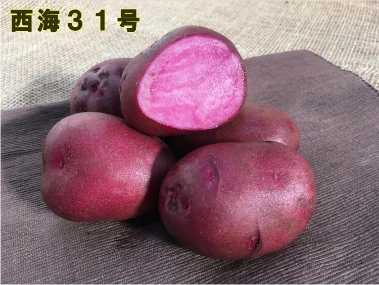 【さちや】トヨシロ じゃがいも 種芋 20kg 2025年最新】トヨシロ種芋の人気アイテム - メルカリ
