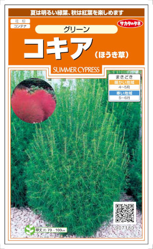 楽天市場 サカタのタネ コキア ほうき草 グリーン 0 5ml 郵送対応 日光種苗