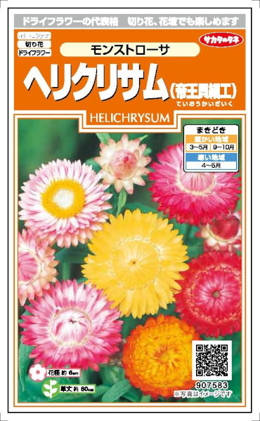 貝細工　ヘリクリサム　40個　No.98 貝細工 ヘリクリサム 40個 No.98