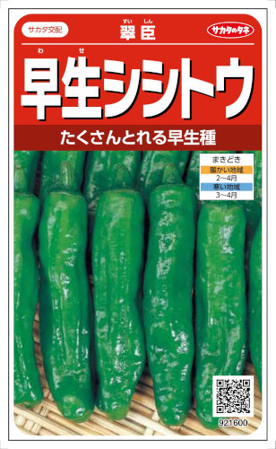 楽天市場 サカタのタネ ししとう 翠臣シシトウ 0 6ml 郵送対応 日光種苗