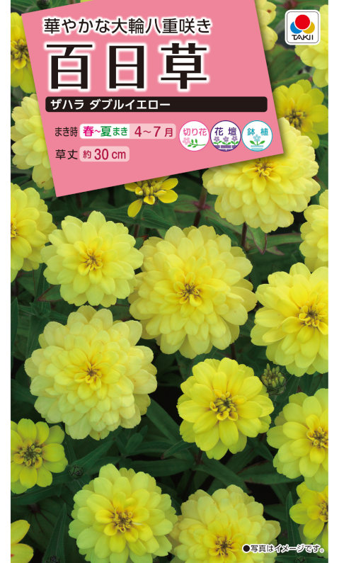 10周年記念イベントが アスター種子 サカタのタネ マイクロアスター ステラレッド 小袋 Qdtek Vn 10周年記念イベントが アスター種子 サカタのタネ マイクロアスター ステラレッド 小袋 Qdtek Vn