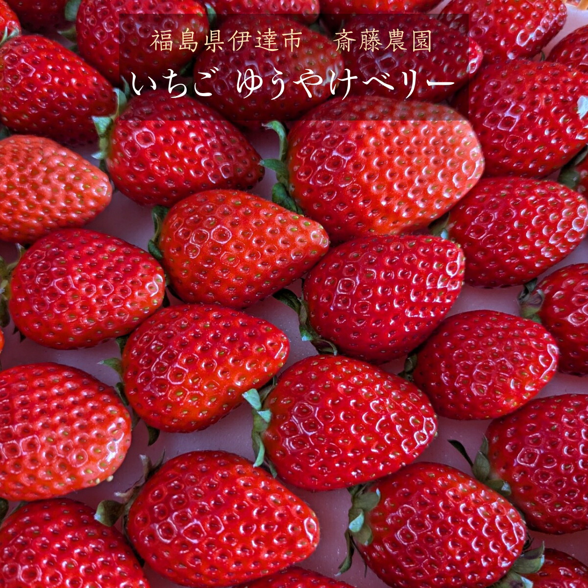 いちご 【斎藤農園】ゆうやけベリー (15～20粒 300g)×2P 福島県伊達市 《5/1～5/10より出荷》
