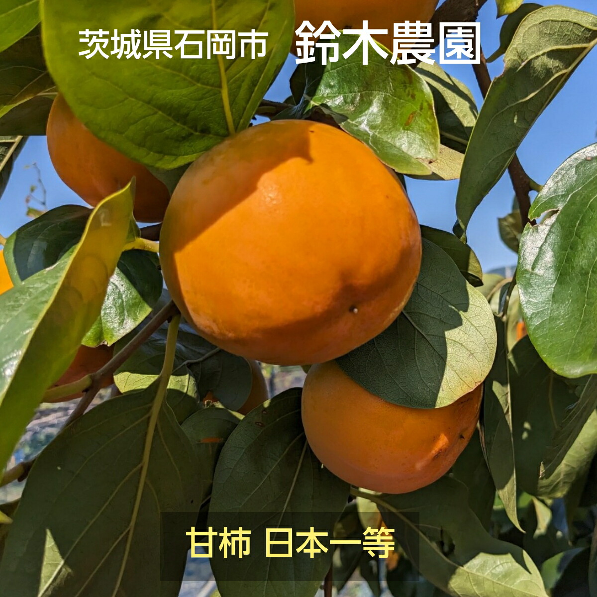 楽天市場】柿 甘柿 【石岡 鈴木農園】 八郷の柿 富有柿等 品種お任せ