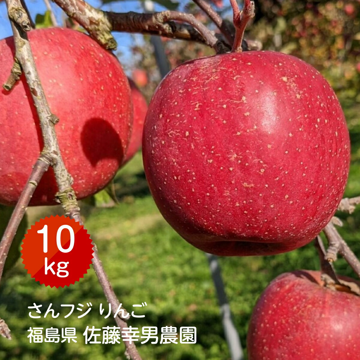 りんご 【佐藤幸男農園】 リンゴ 10kg フジ Ｌサイズ 26～32玉 贈答用 福島県 《12/上旬～12/中旬より出荷》