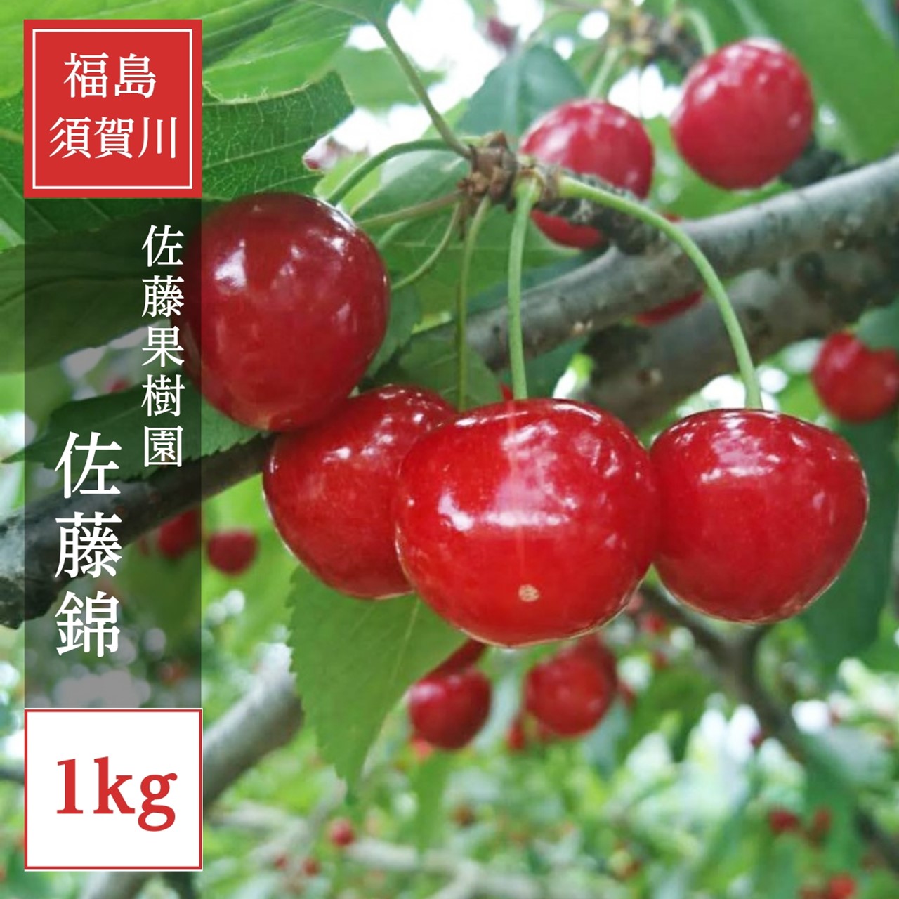 さくらんぼ 【佐藤果樹園】 佐藤錦 1kg 秀 L 《6/中旬～6/下旬の出荷》