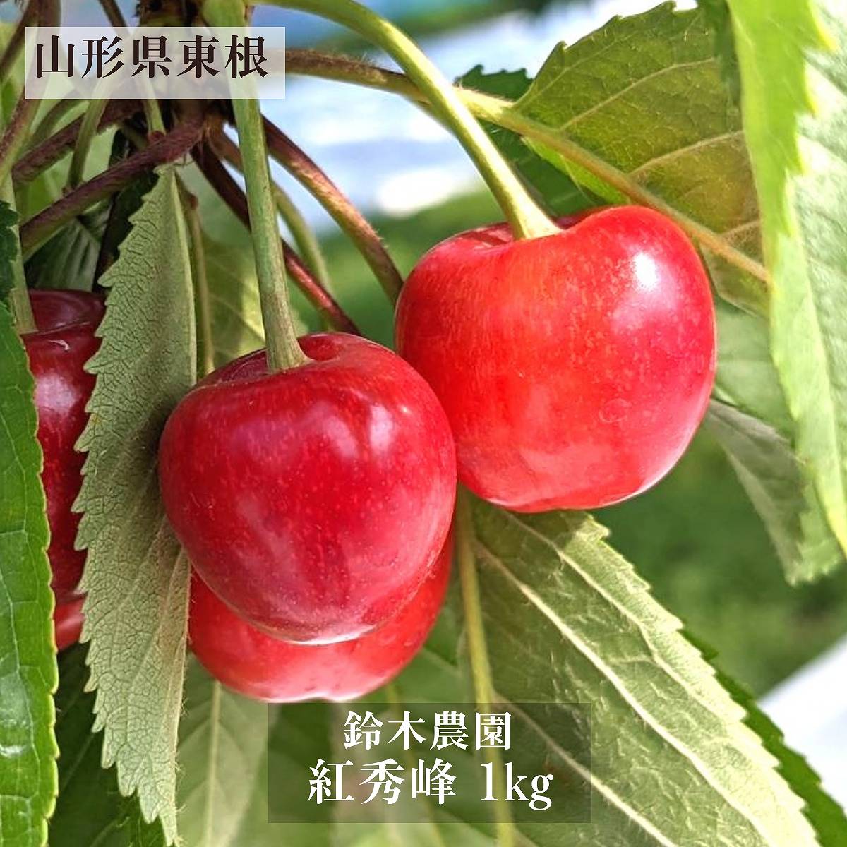 さくらんぼ 【鈴木農園】 紅秀峰 1kg L～２L 贈答 山形県東根市 お中元 御中元《6/下旬～7/上旬の出荷》
