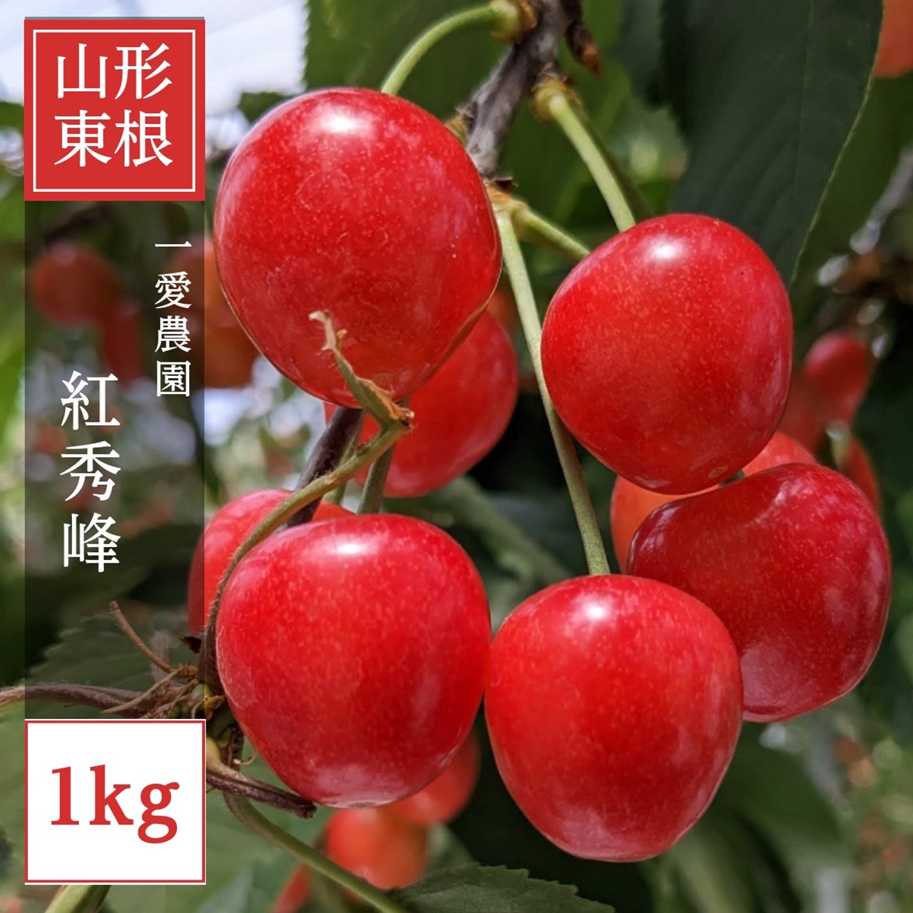 さくらんぼ 【一愛農園】 紅秀峰 1kg ２L  秀  贈答 山形県東根市 《6/下旬～7/上旬の出荷》