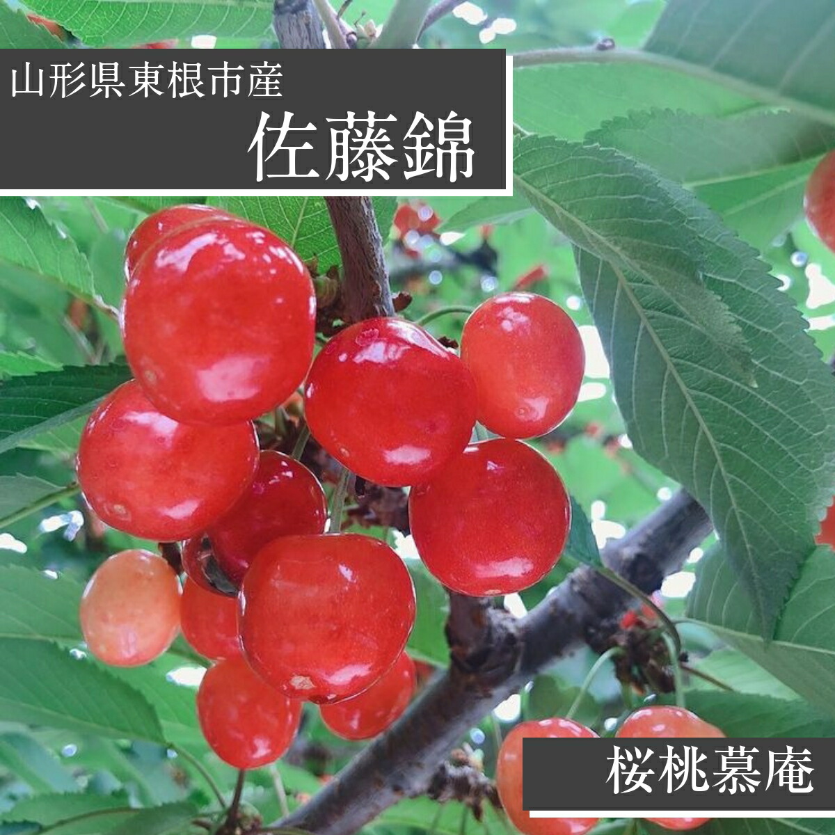 さくらんぼ 【桜桃慕庵】 佐藤錦 1kg M以上 山形県 東根市  《6/中旬～6/下旬の出荷》