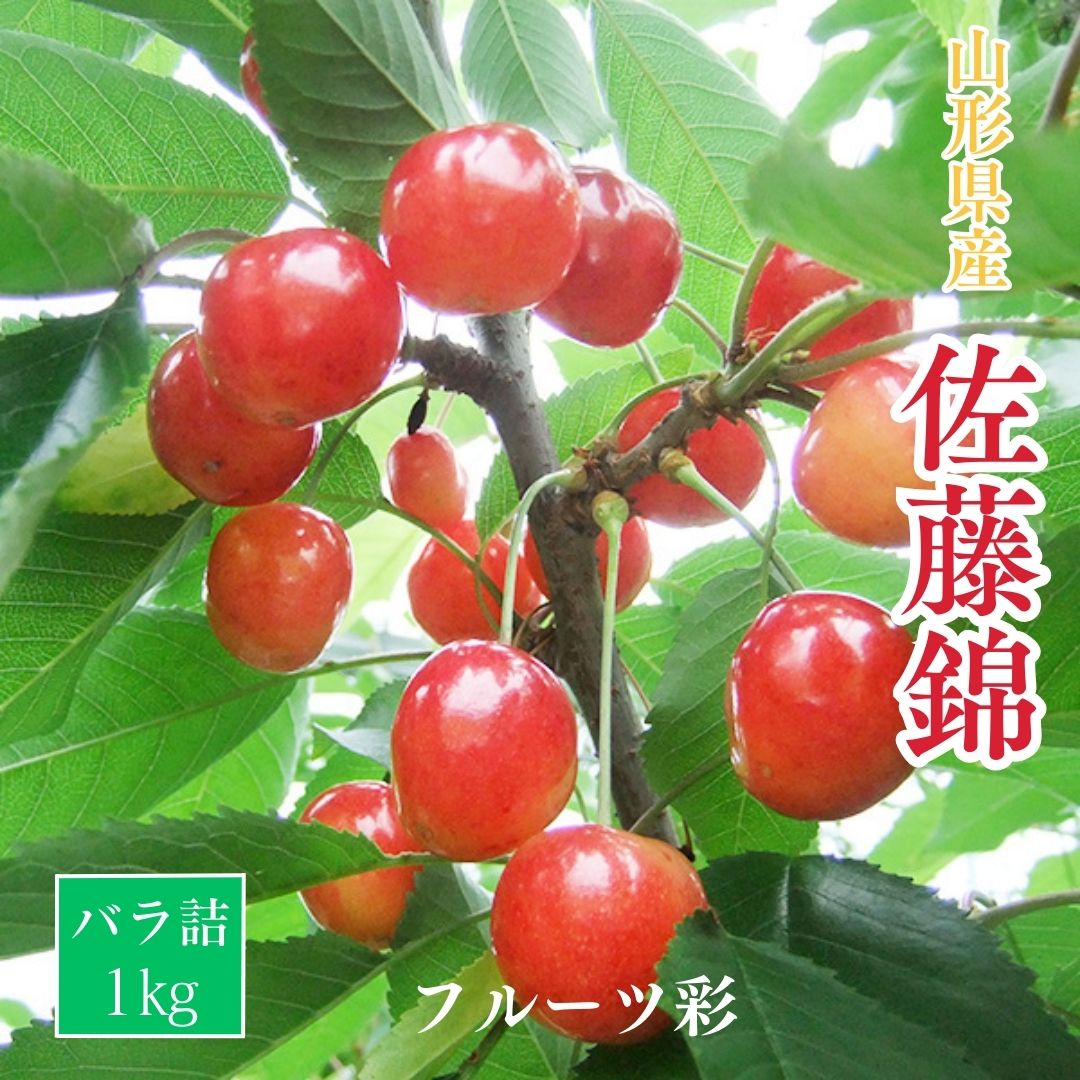 さくらんぼ 【フルーツ彩】 佐藤錦 1kg バラ ML 山形県上山市  《6/中旬～6/下旬の出荷》