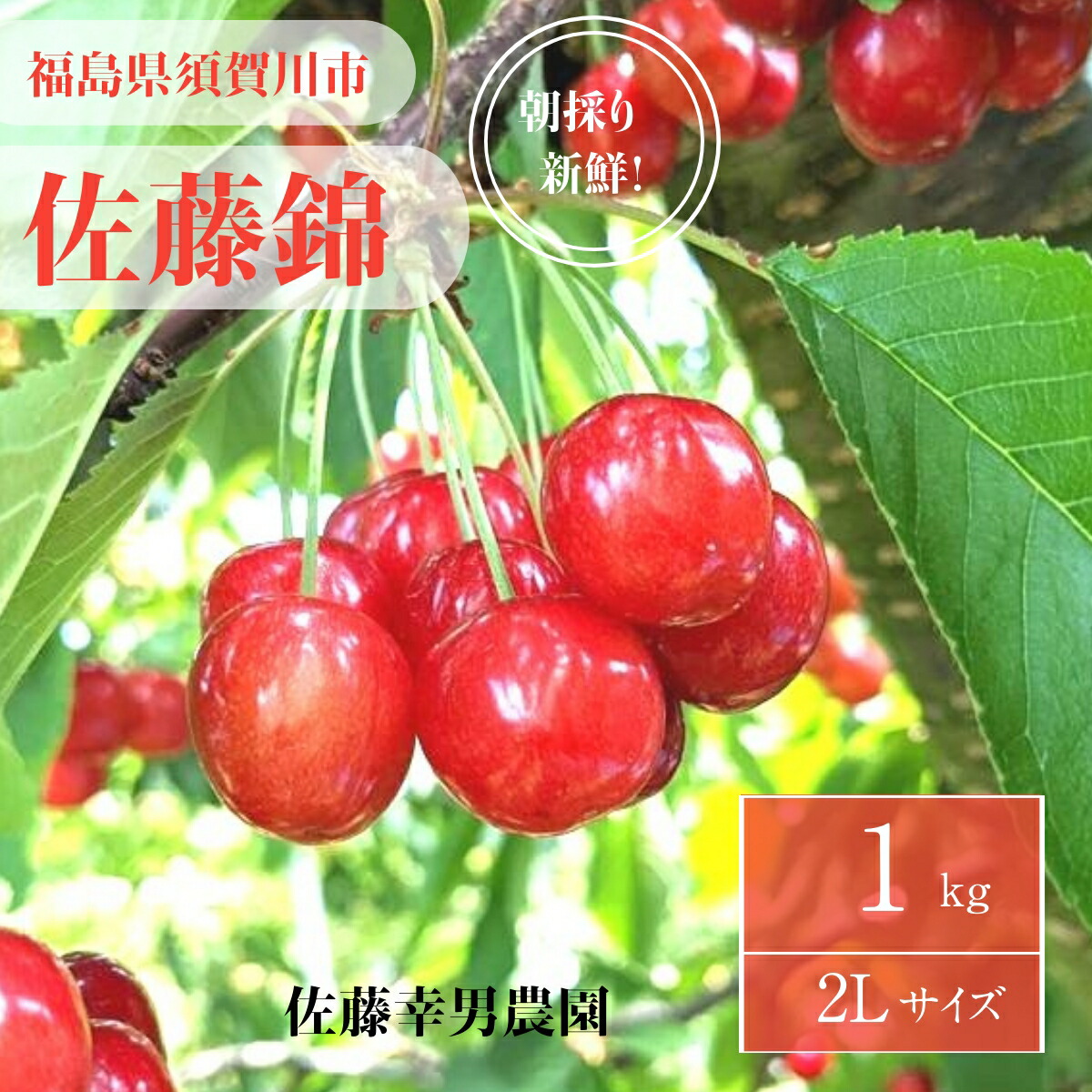 さくらんぼ 【佐藤幸男農園】 佐藤錦 2L 1kg 贈答用 福島県 《6/中旬～6/下旬の出荷》