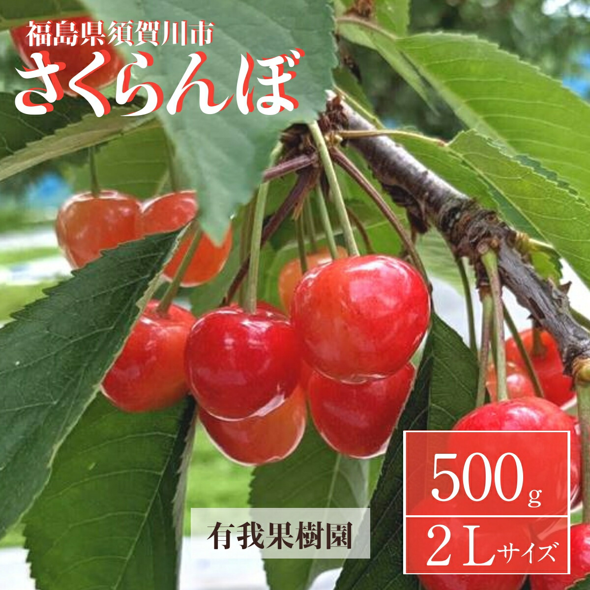 さくらんぼ 【有我果樹園】 佐藤錦 紅秀峰 紅てまり どれか1品種 500g 2L  贈答用 福島県須賀川市 《6/中旬～6/下旬の出荷》