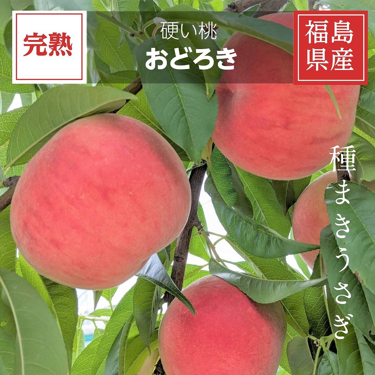 もも 【種まきうさぎ】硬い 桃 おどろき 5kg（13～18個） 福島県伊達市 《8/12～8/中旬出荷》
