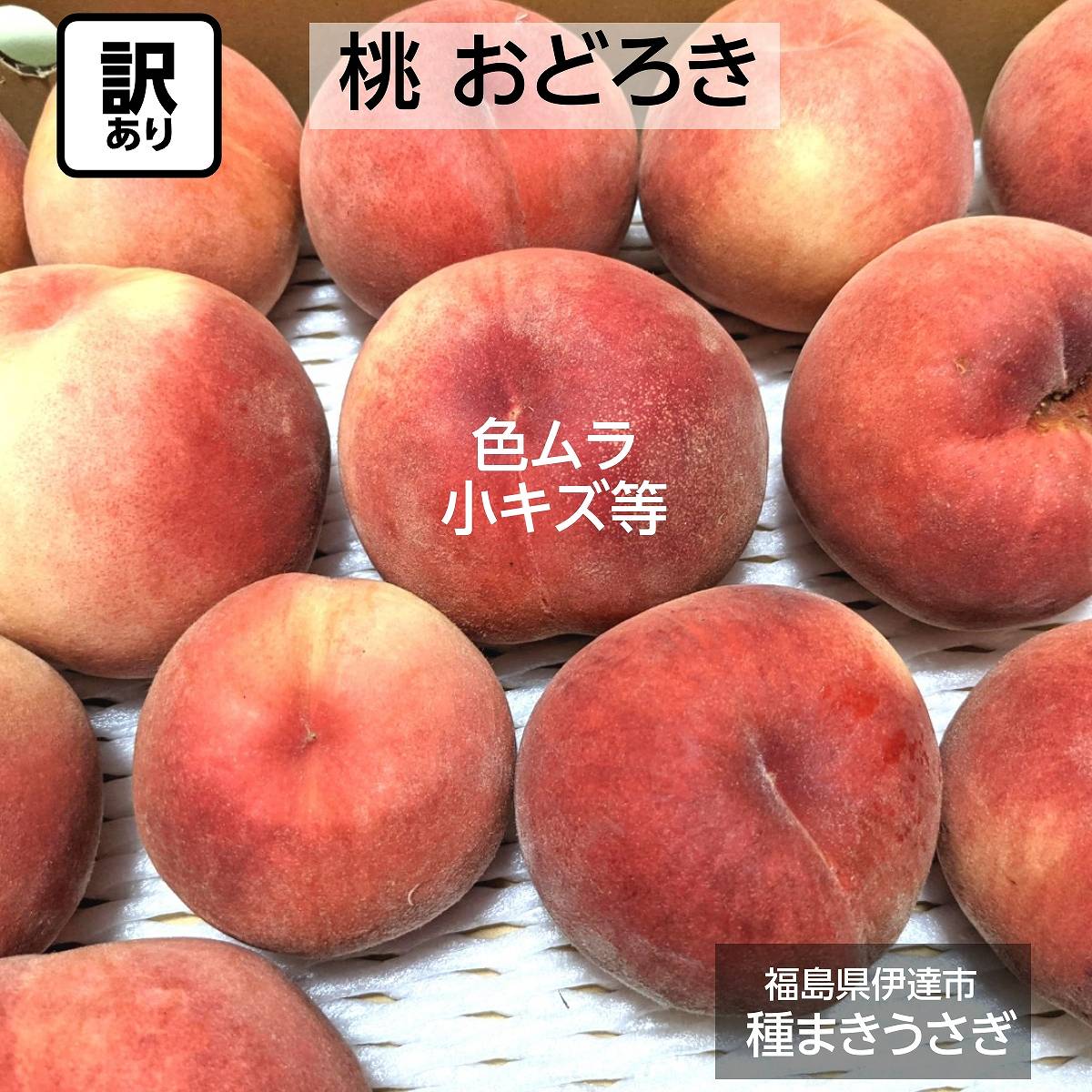 桃 【種まきうさぎ】硬い おどろき 訳あり品 家庭用 5kg 福島県 もも 《8/上～8中旬出荷 指定日不可》