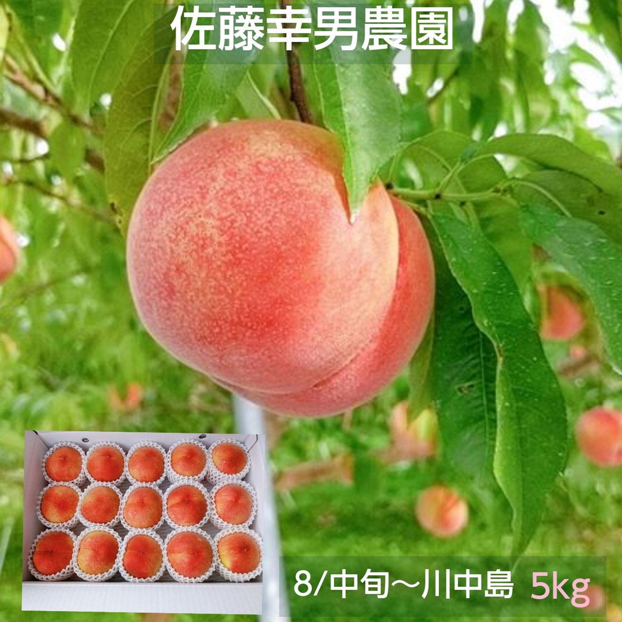 桃 【佐藤幸男農園】 もも 川中島 5kg 13～16個 贈答用 プレゼント 福島県 《8月中旬～8月下旬の出荷》