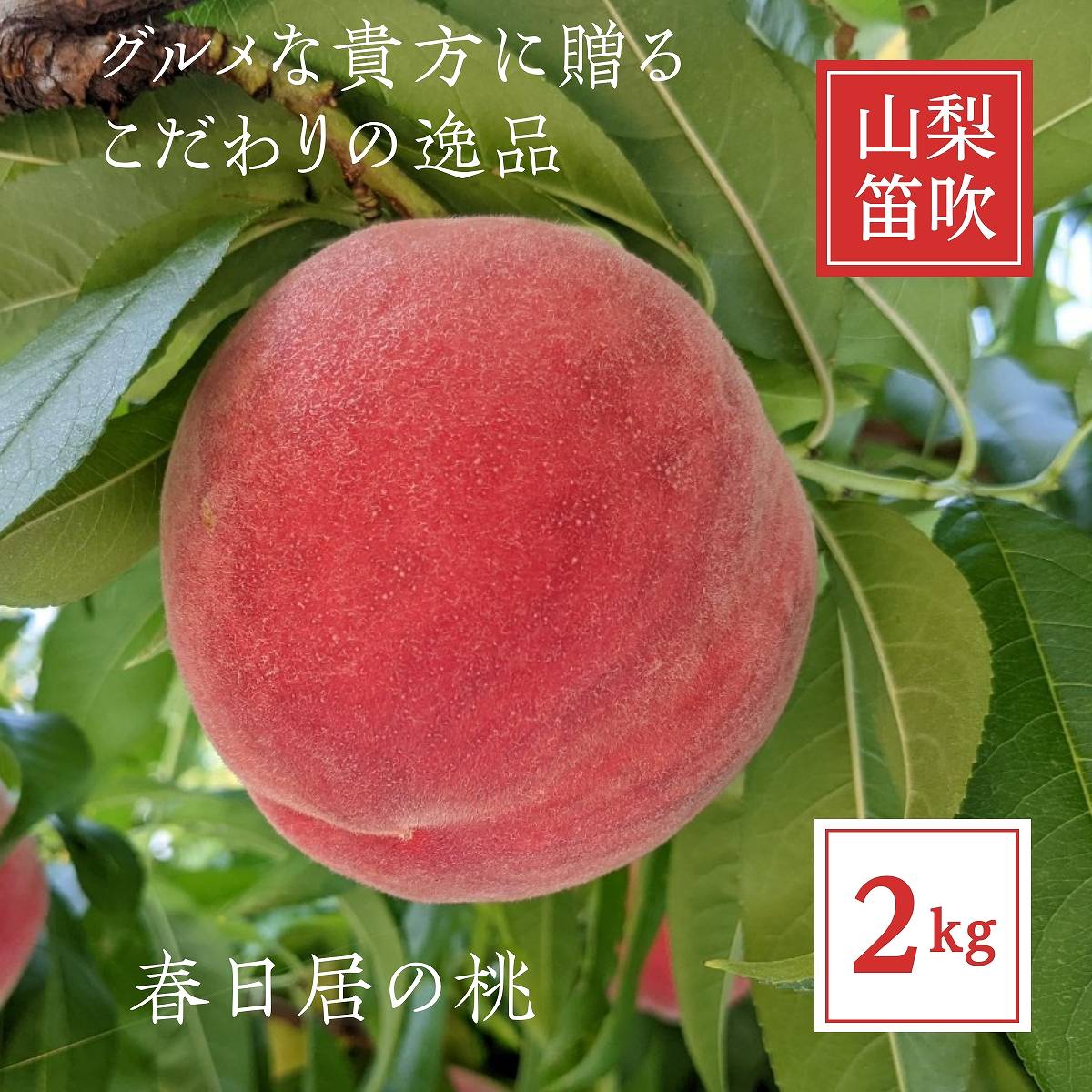 桃 【芦澤農園】 もも 高級 春日居の桃 2kg 中玉 6~7個 お中元 御中元 山梨県笛吹市 《6/下旬～7/上旬より出荷》
