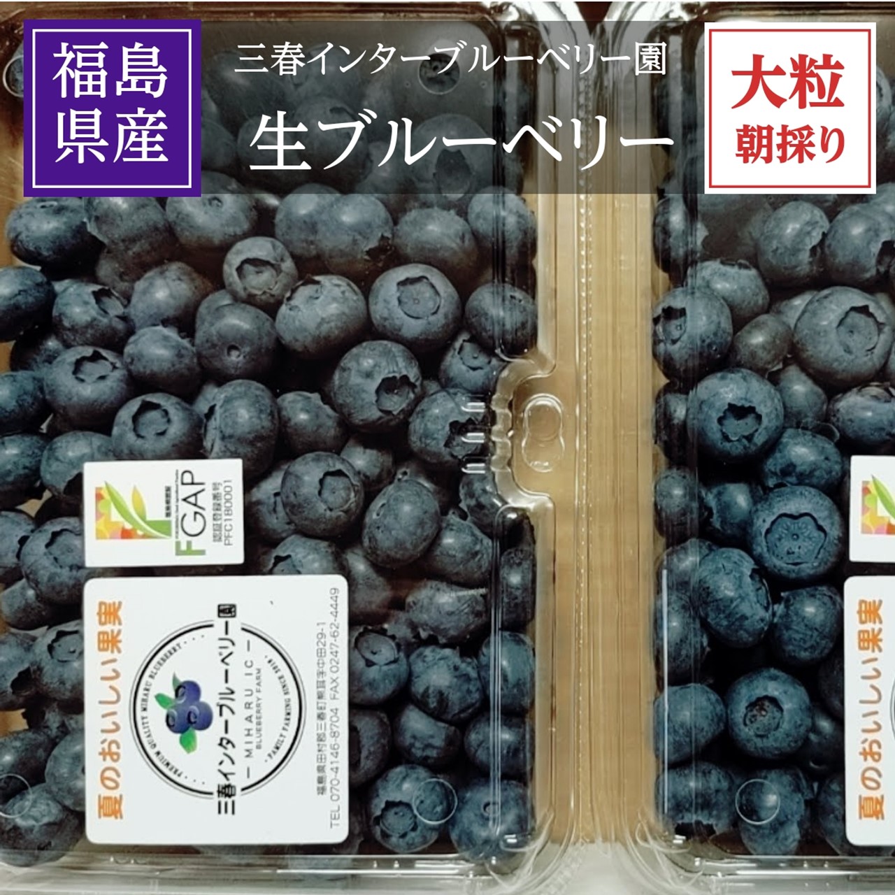 ブルーベリー 【三春インターブルーベリー園】 生ブルーベリー 800g 大粒 朝採 国産 福島県三春町 お中元 御中元 贈答用 ギフト プレゼント 《6/下旬より出荷》