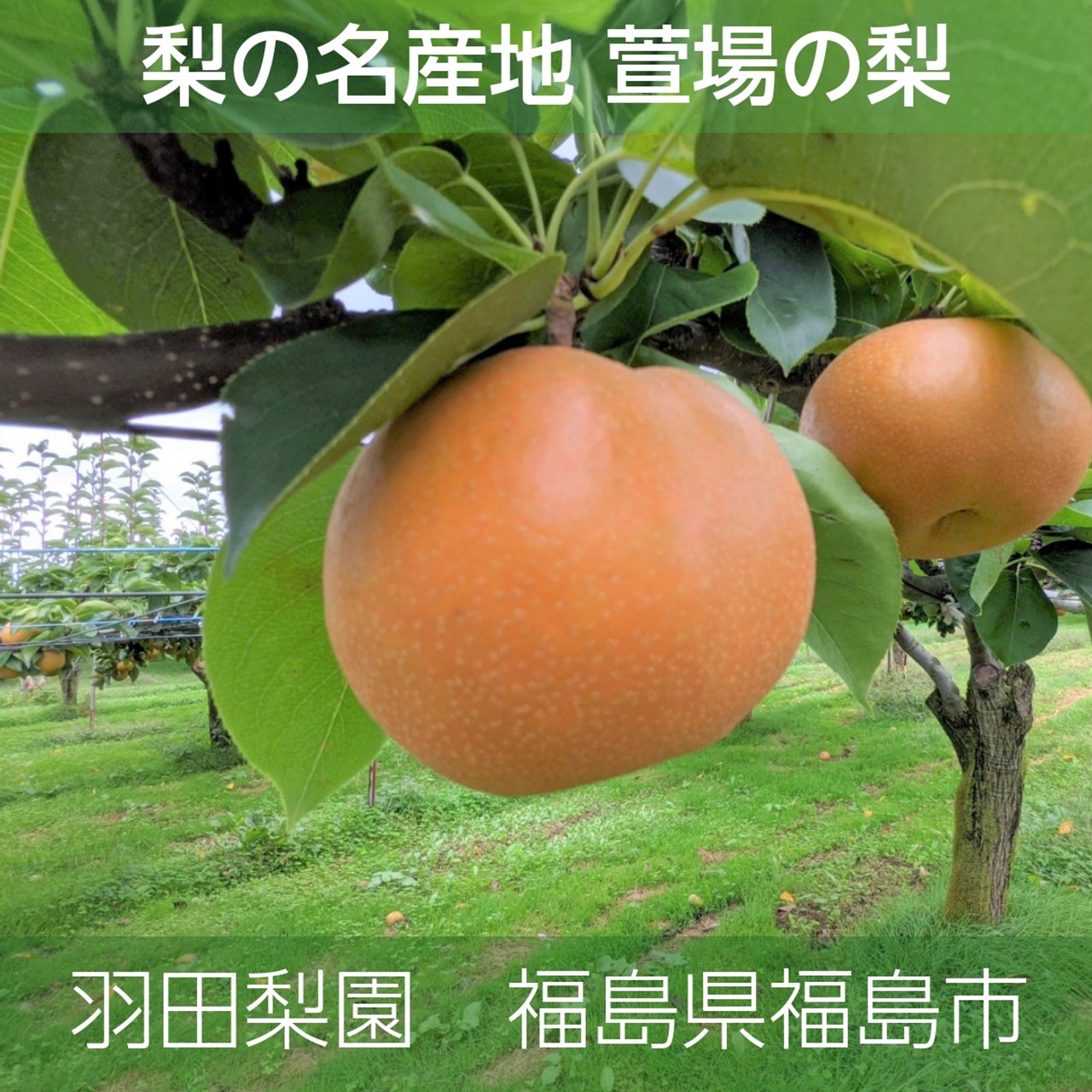 龍ページ。福島県産　梨5kgと桃3kgセット 楽天市場】 福島県産特選フルーツ > かやばの梨 : こだわり横丁