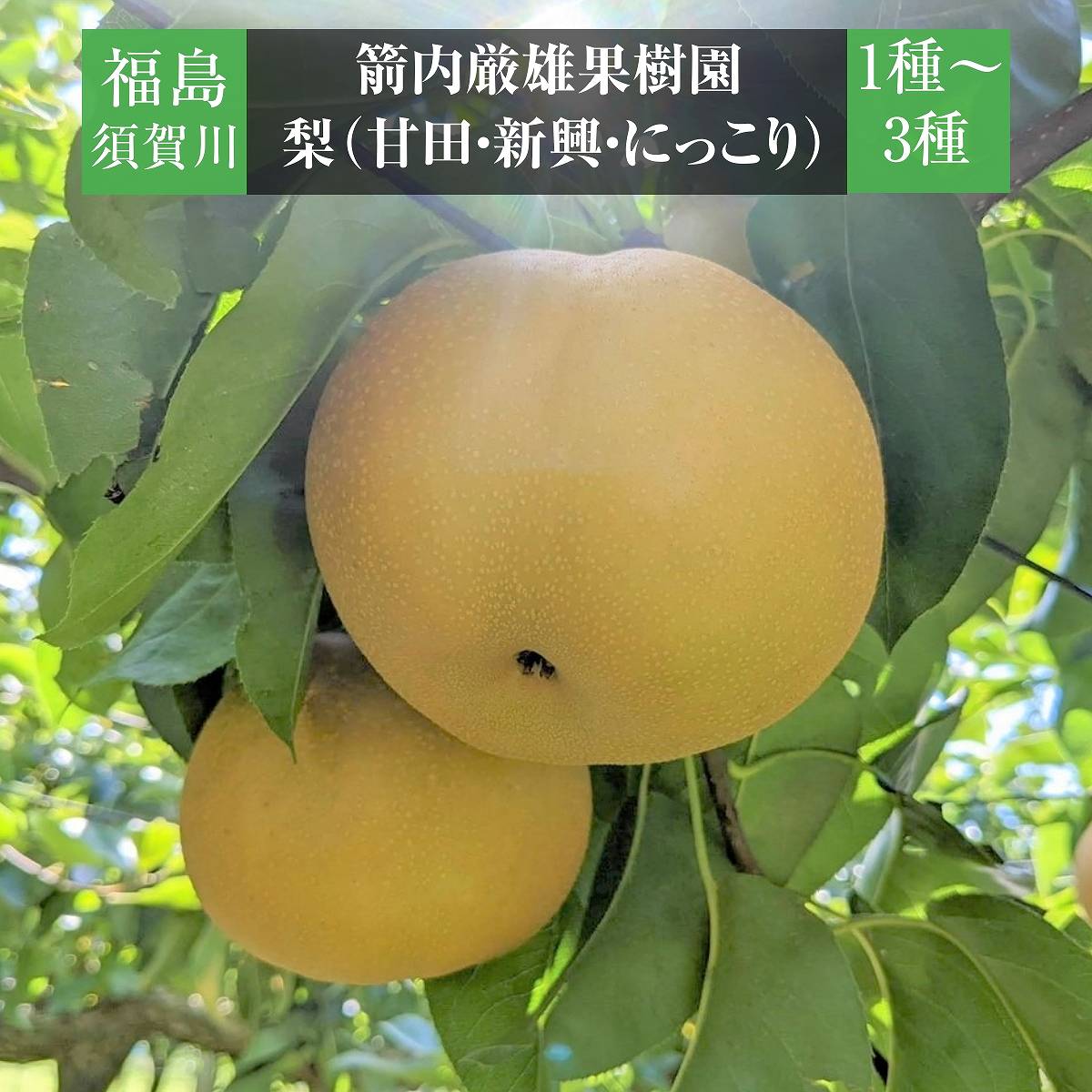 梨 【箭内厳雄果樹園】 甘太 新興 にっこり 1～3種入り 4kg 6～8個 福島県須賀川市《11/上旬～11/中旬より出荷》