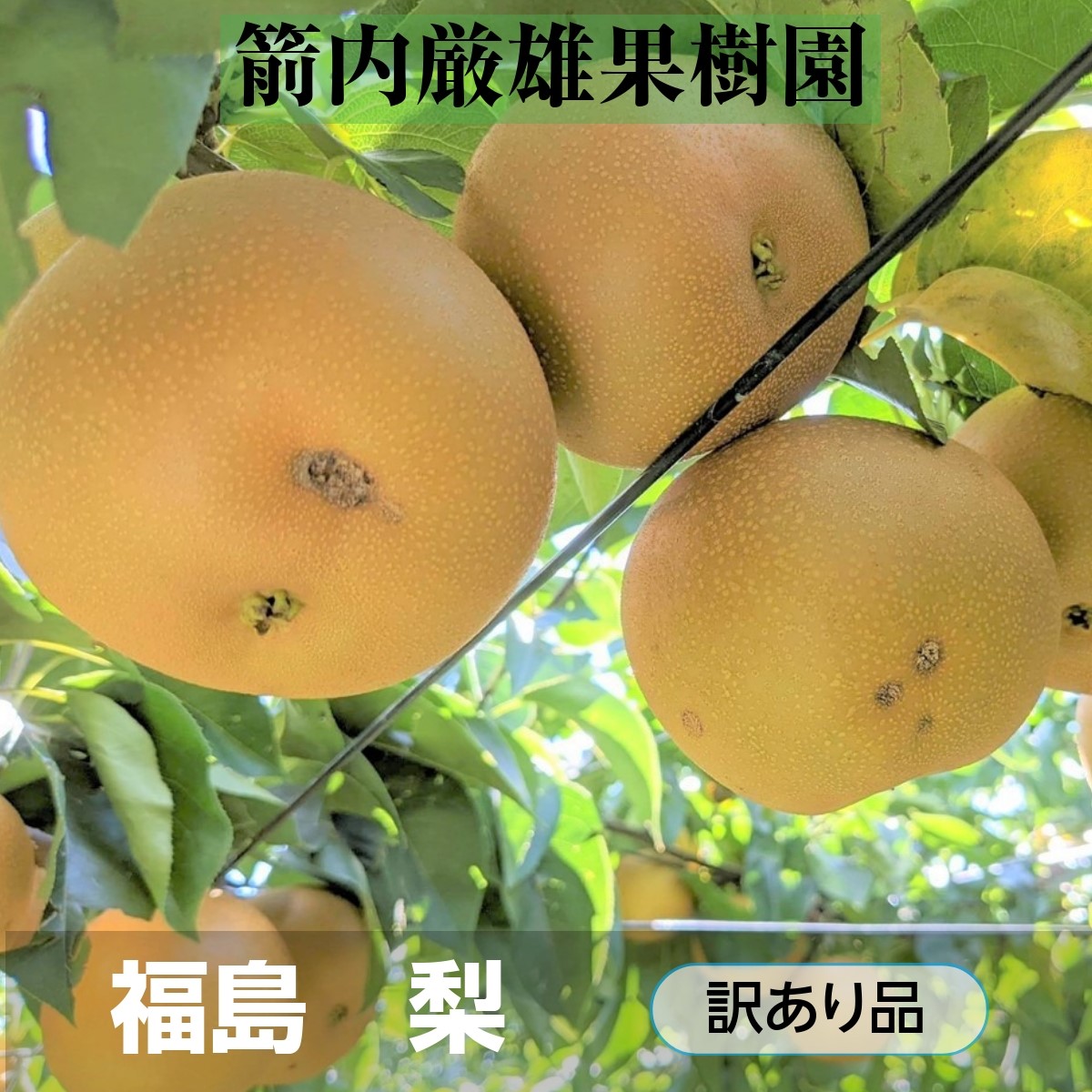 梨 【箭内厳雄果樹園】 家庭用 1種 5kg 8～11個 福島県須賀川市《11/上旬～11/中旬より出荷》