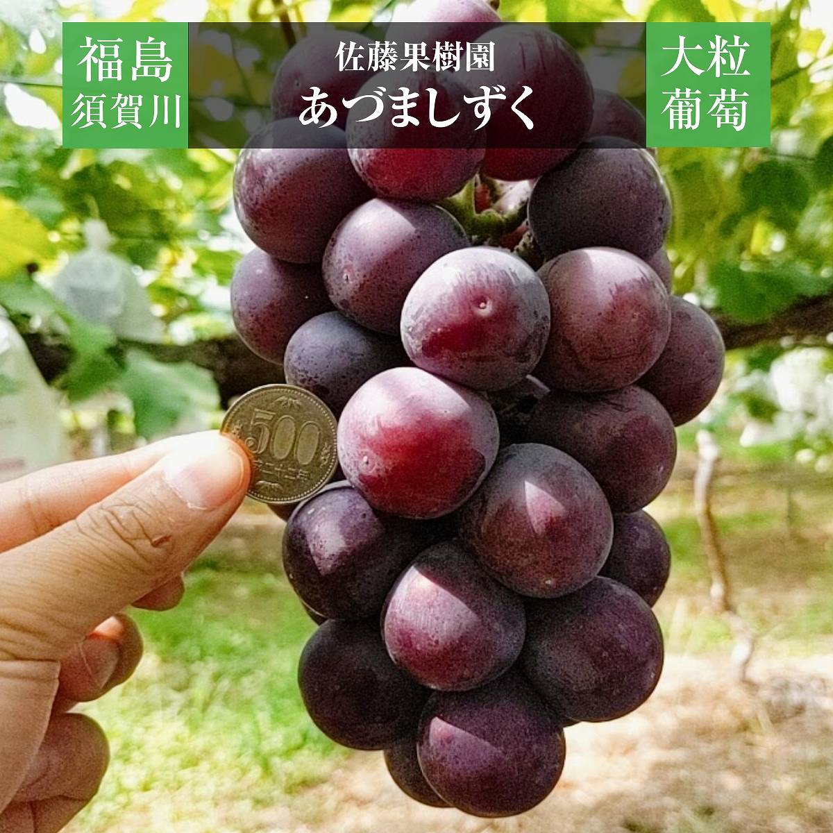 ぶどう 【佐藤果樹園】 あづましずく 1.5kg ２～4房 贈答用 福島県 ブドウ 葡萄 《8/中旬～下旬出荷》