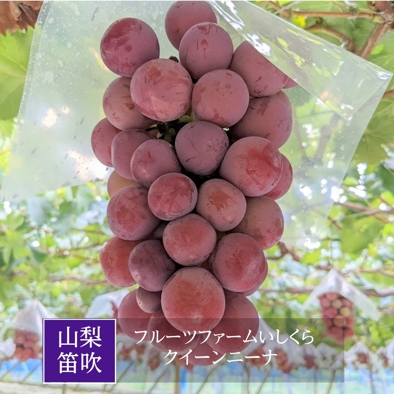 【クール】クインニーナ 糖度20度 2kg 4房 ぶどう 葡萄 ブドウ 送料無料 食べチョクアワード 4年連続受賞！】※ご家庭用 糖度20度超え