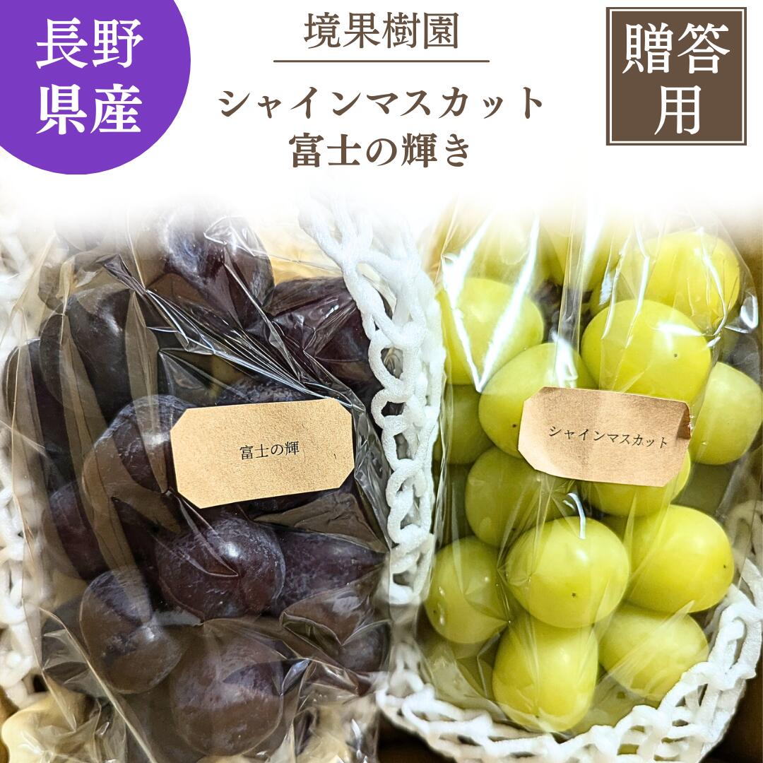 楽天市場】富士の輝きぶどう 高糖度ぶどう 希少品種ぶどう