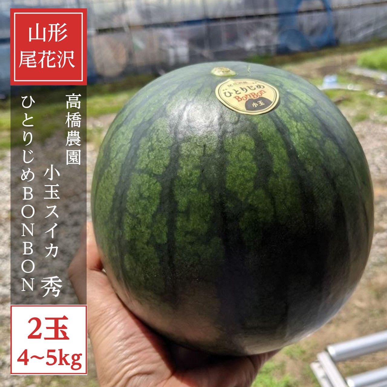 ひとりじめスイカ　 3.7 キロ