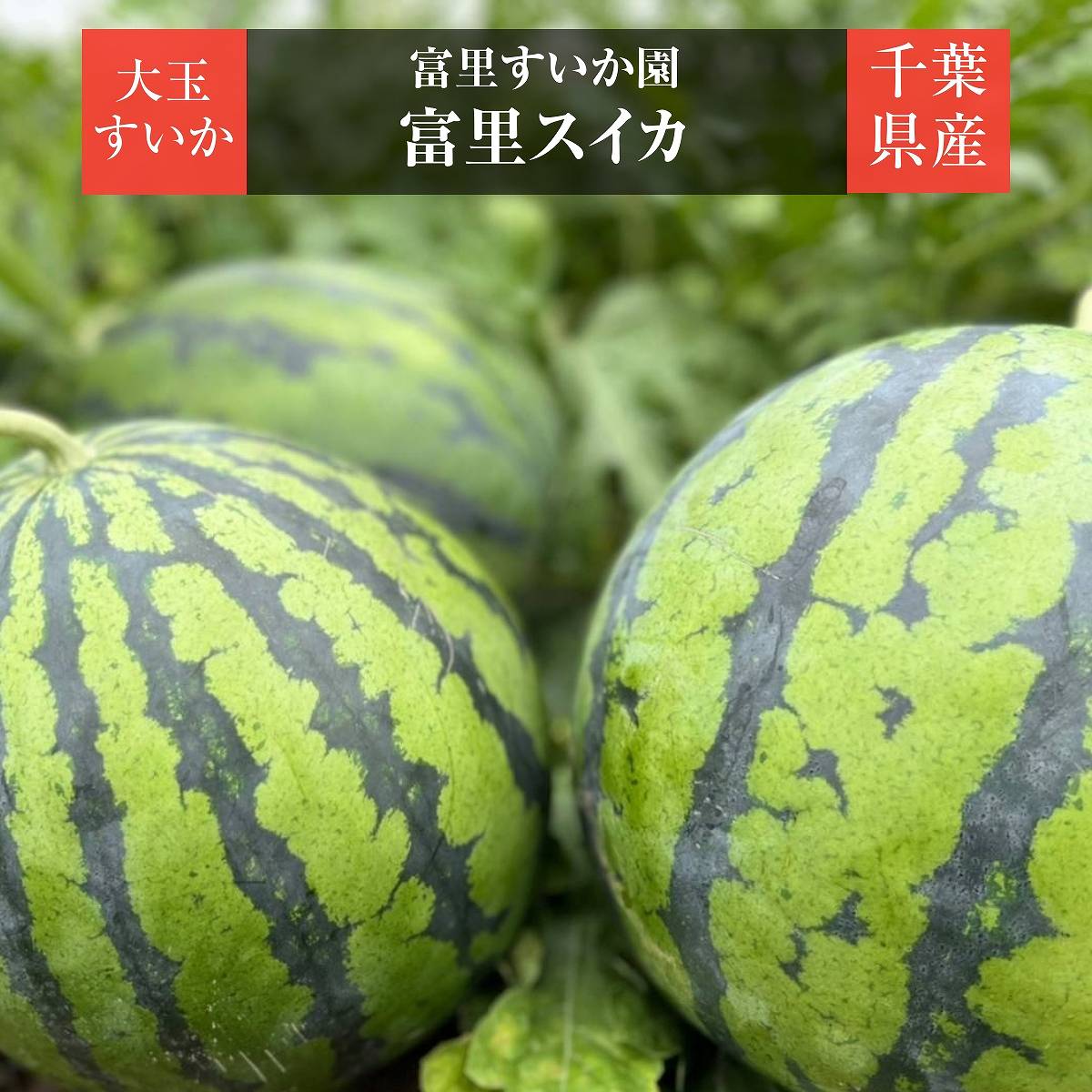 楽天市場】スイカ 【富里すいか園】 富里スイカ L～2L 6～8kg 1