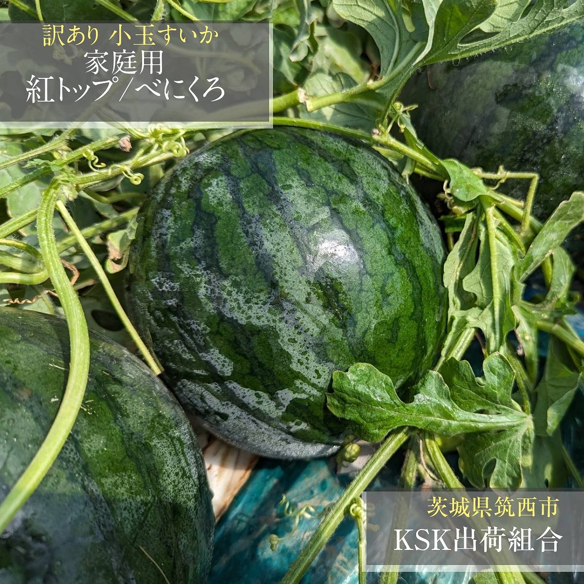 スイカ 小玉スイカ 【KSK出荷組合】 訳あり 西瓜 L ×5個 8kg 家庭用 自家用 紅トップ/べにくろのどちらか  茨城県筑西市 すいか 小玉 訳あり 《5/6～5/中旬より出荷》