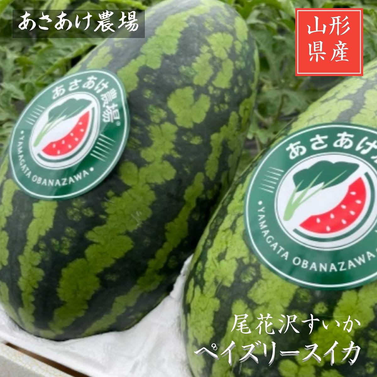 スイカ 【あさあけ農場】ペイズリースイカ 1玉 5～6kg 山形県 尾花沢《7/下旬～8/上旬より出荷》