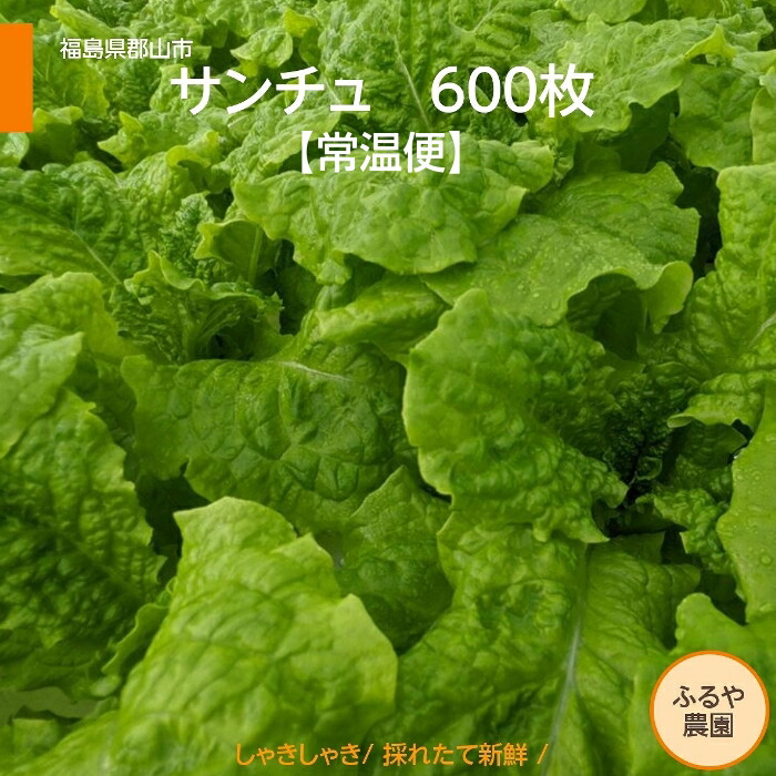 サンチュ 【ふるや農園】 常温便 600枚 業務用 福島県 当日収穫 新鮮
