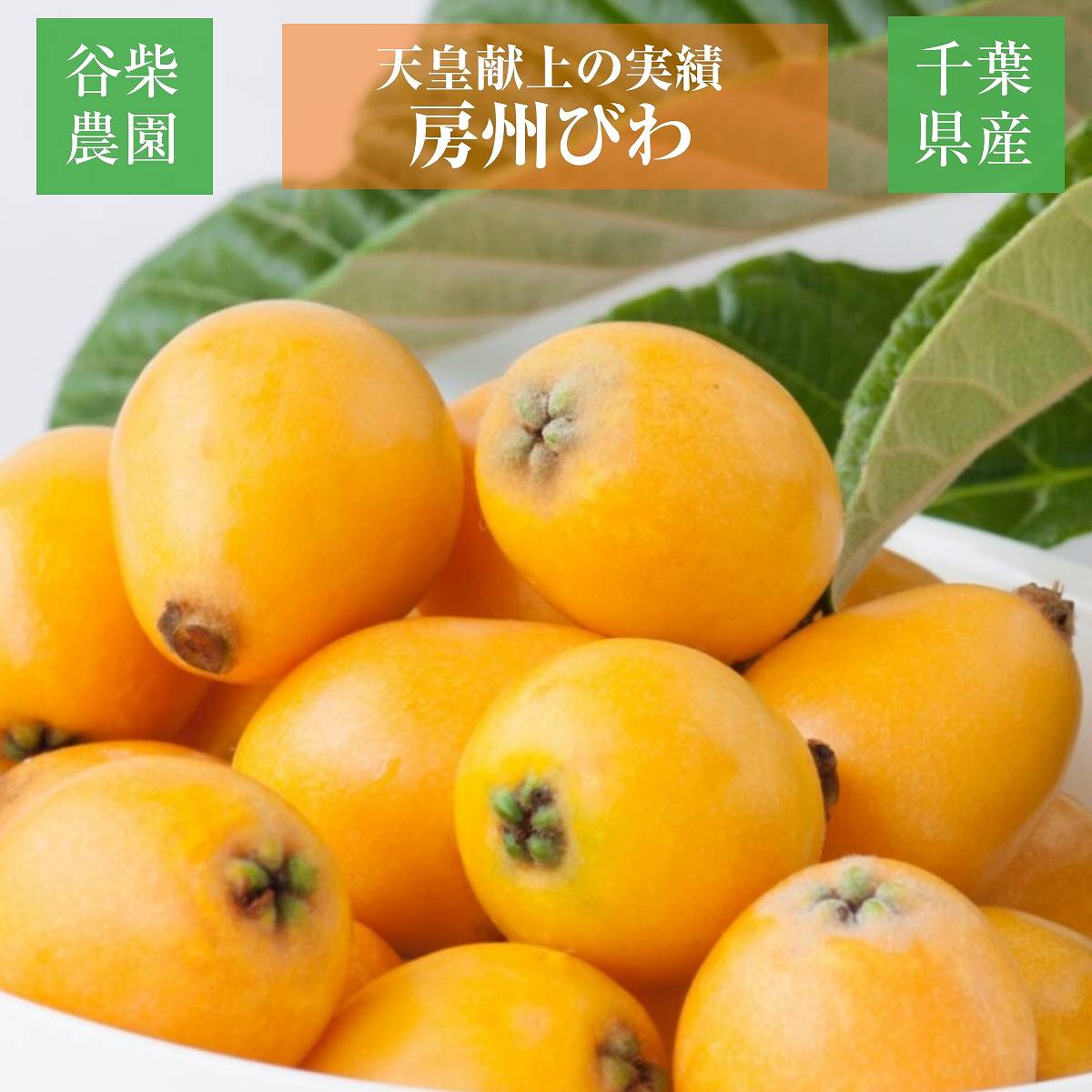 びわ 【谷柴農園】 房州びわ 大粒 2L 12個 1kg 贈答用 枇杷 千葉県南房総市 天皇献上の実績 母の日  父の日 《4/下旬～5/上旬より出荷》