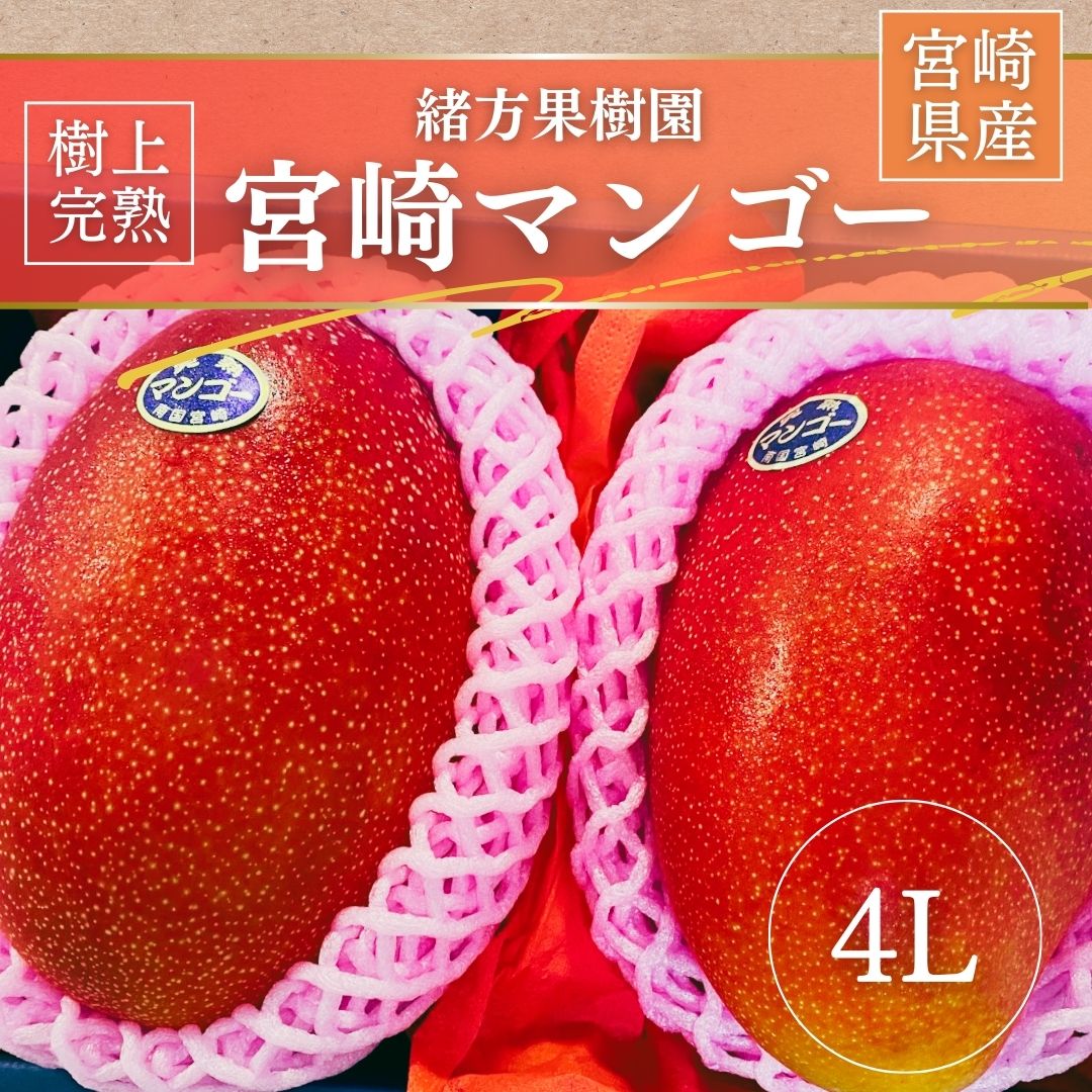 マンゴー 【緒方果樹園】 完熟マンゴー 4L 2個 1kg贈答用 宮崎県宮崎市 《5/上～5/中より出荷》