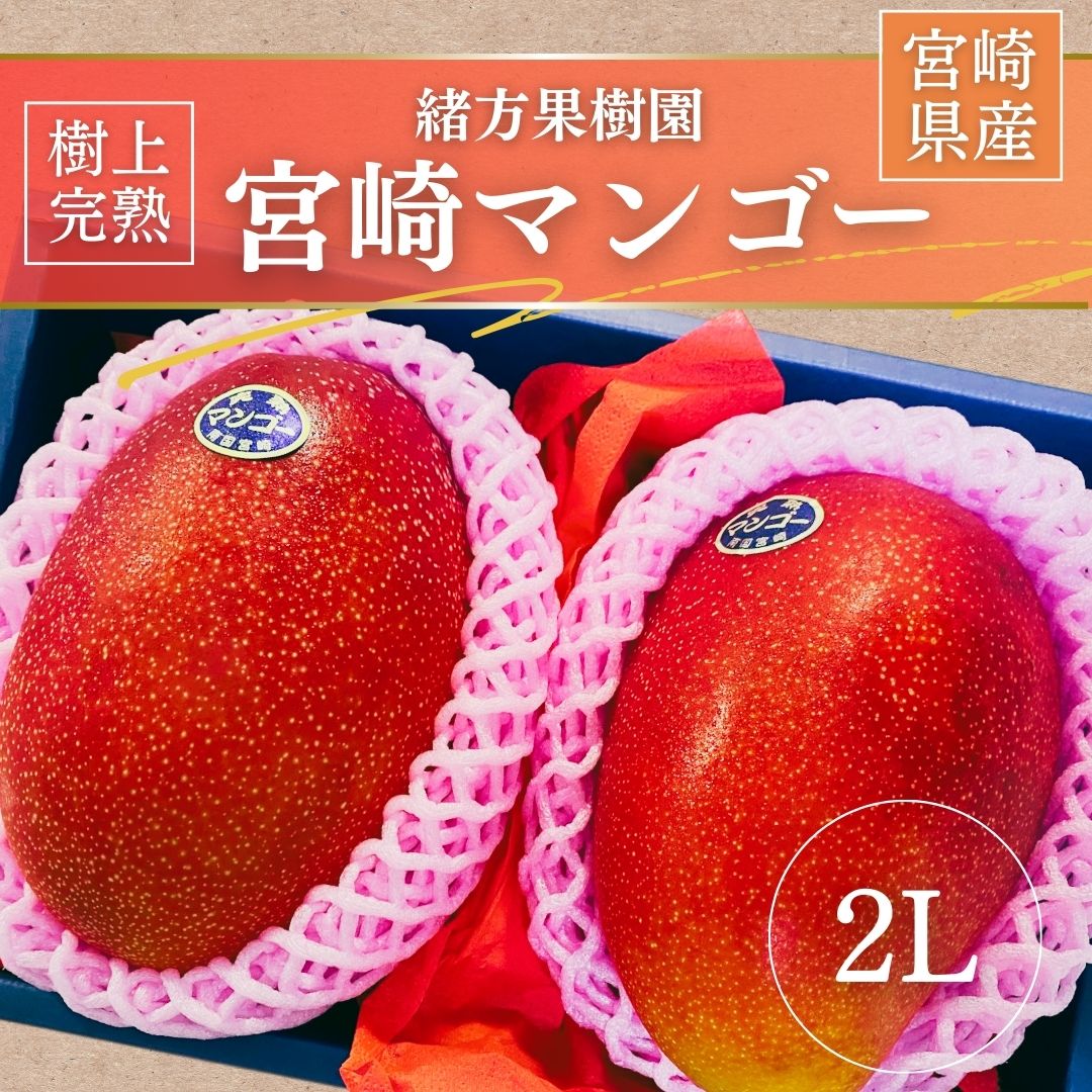 マンゴー 【緒方果樹園】 完熟マンゴー 2L 2個 700g 贈答用 宮崎県宮崎市 《5/上～5/中より出荷》