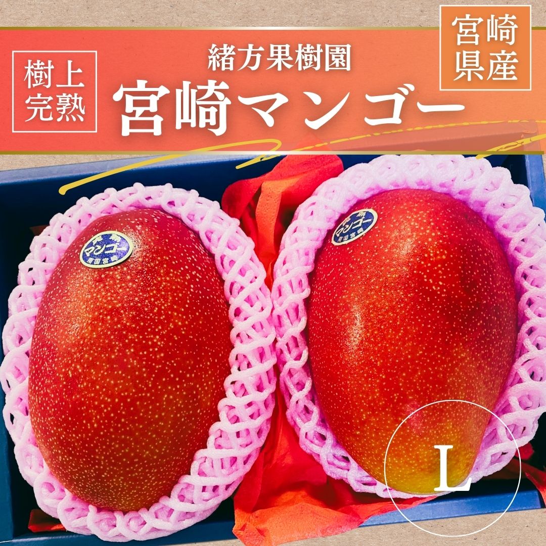 マンゴー 【緒方果樹園】 完熟マンゴー L 2個 620g 贈答用 宮崎県宮崎市 《5/上～5/中より出荷》