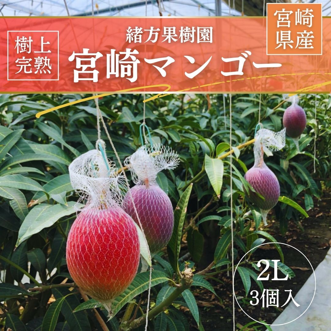 マンゴー 【緒方果樹園】 完熟マンゴー 2L 3個 1.1kg 茶箱 宮崎県宮崎市 《5/上～5/中より出荷》
