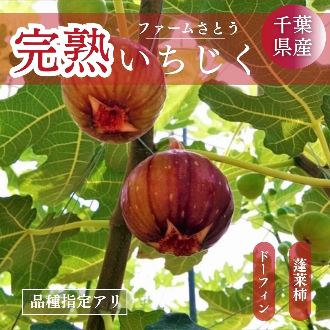 いちじく 【ファームさとう】 贈答用 品種おまかせ 12～13個 1kg 千葉県香取市 《8/上旬～8/下旬より出荷》