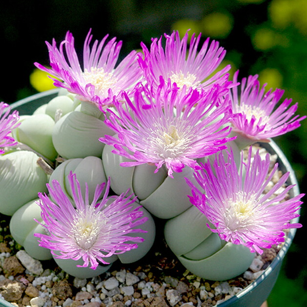 無農薬 発根苗 2本 カラーリーフ 白小花(ᵔᴥᵔ)かわいい 無農薬 発