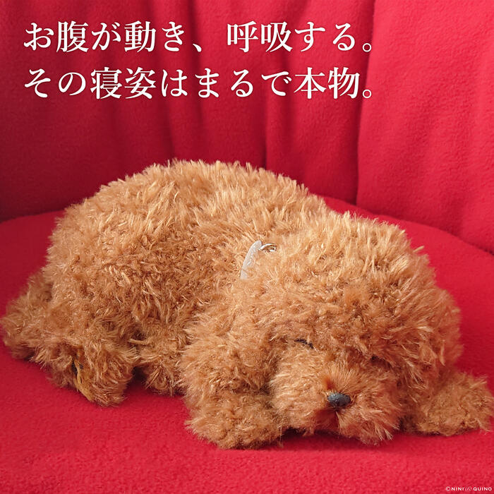 楽天市場】【特別色レッド】トイプードル ぬいぐるみ リアル 犬｜実物