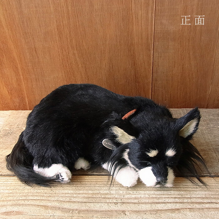 上乗ラッパ チワワ ロング 黒タン ぬいぐるみ 間諜 飼犬 密偵 ぬいぐるみ 写実的 本物 そっくり ペット Ph Services