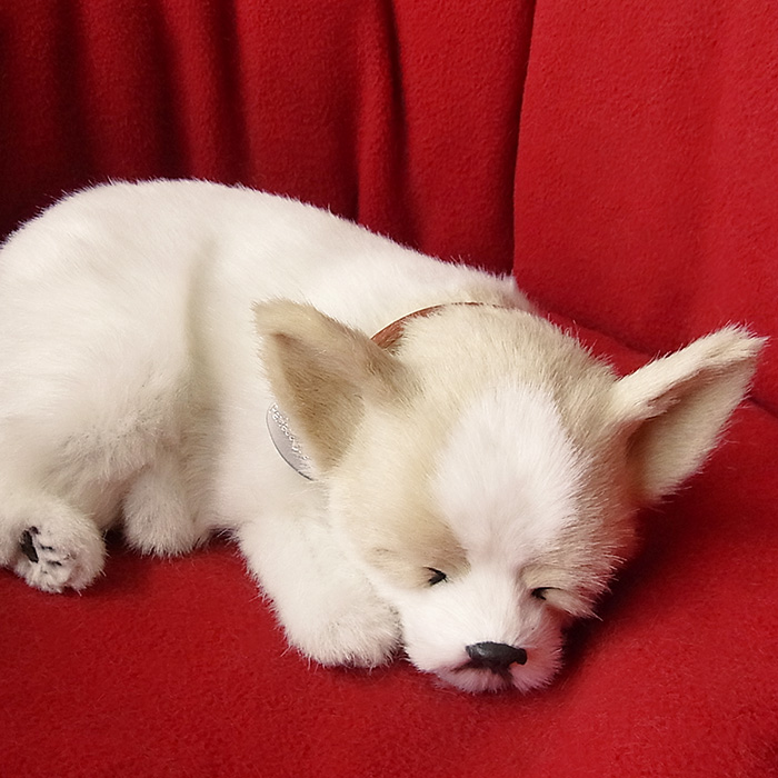 まるで本物の様に息をしている様にお腹が動く！すやすや眠るコーギーぬいぐるみ 新品 Amazon.co.jp: ニニアンドキノ パーフェクトペット (小サイズ