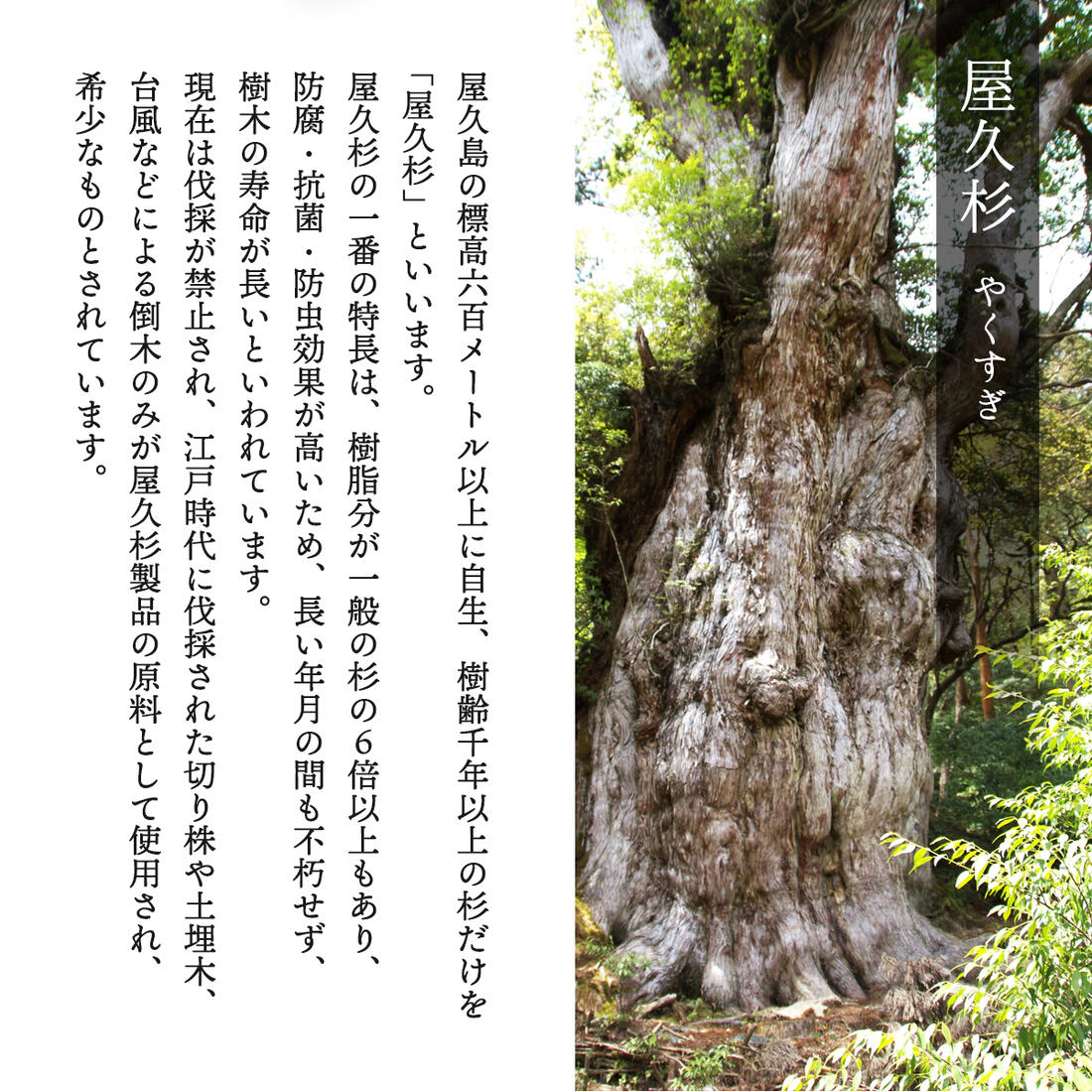 楽天市場 送料無料 米玉利住工 屋久杉 箸 マイ箸 黒 屋久杉 お箸 鹿児島 屋久杉 My箸 ブラック くろ にっぽんマルシェ楽天市場店