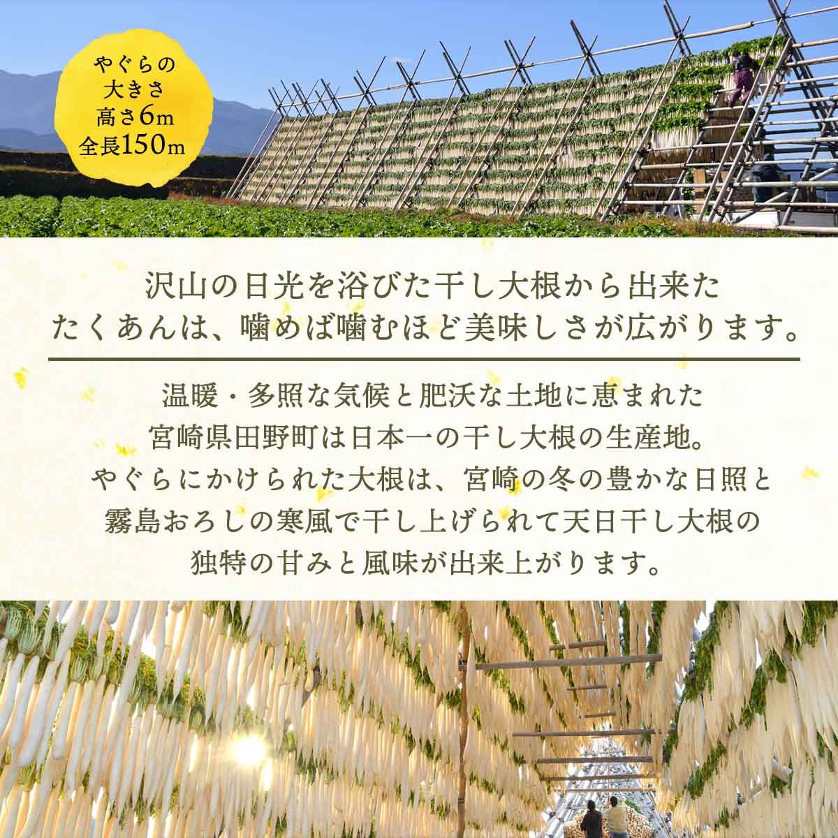 市場 道本食品 漬物 100g 天日干し 日本一 日向かぼちゃのみそ漬 きざみ かぼちゃ 宮崎県産 田野町 干し大根 沢庵 味噌漬け